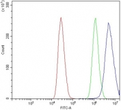 Flow cytometry testing of human MCF7 cells with ZIC3 antibody at 1ug/million cells (blocked with goat sera); Red=cells alone, Green=isotype control, Blue= ZIC3 antibody.