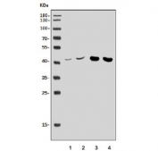 Western blot testing of 1) human Jurkat, 2) human HepG2, 3) rat brain and 4) mouse brain tissue lysate with Antizyme inhibitor 2 antibody. Predicted molecular weight: 22-52 kDa (multiple isoforms).