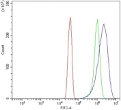 Flow cytometry testing of human HeLa cells with Breakpoint cluster region protein antibody at 1ug/million cells (blocked with goat sera); Red=cells alone, Green=isotype control, Blue= Breakpoint cluster region protein antibody.