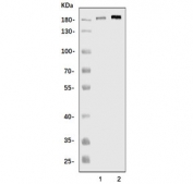 Western blot testing of 1) rat brain and 2) mouse brain tissue lysate with BRD4 antibody. Predicted molecular weight ~156 kDa (long form), but has been observed at 200+ kDa.
