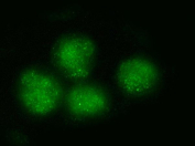 Flow cytometry testing of human 293T cells with BRD4 antibody at 1ug/million cells (blocked with goat sera); Red=cells alone, Green=isotype control, Blue= BRD4 antibody.