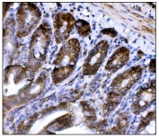 IHC staining of FFPE mouse colon tissue with Cd147 antibody. HIER: boil tissue sections in pH8 EDTA for 20 min and allow to cool before testing.
