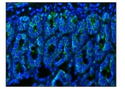 Immunofluorescent staining of FFPE rat colon tissue with Cd147 antibody (green) and DAPI nuclear stain (blue). HIER: steam section in pH8 EDTA buffer for 20 min.