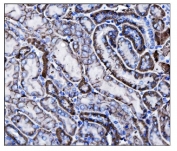 IHC staining of FFPE mouse kidney tissue with Cd147 antibody. HIER: boil tissue sections in pH8 EDTA for 20 min and allow to cool before testing.