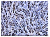 IHC staining of FFPE rat kidney tissue with Cd147 antibody. HIER: boil tissue sections in pH8 EDTA for 20 min and allow to cool before testing.