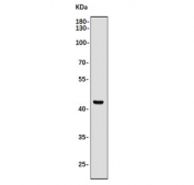 Western blot testing of human Jurkat cell lysate with CASP9 antibody. Expected molecular weight: 45-50 kDa.