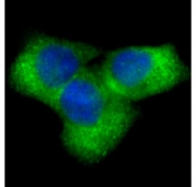 Immunofluorescent staining of human HeLa cells with NOTCH1 antibody.