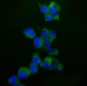 Immunofluorescent staining of FFPE mouse HEPA1-6 cells with Caspase 9 antibody (green) and DAPI nuclear stain (blue). HIER: steam section in pH6 citrate buffer for 20 min.