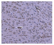 IHC staining of FFPE rat brain tissue with Caspase 9 antibody. HIER: boil tissue sections in pH8 EDTA for 20 min and allow to cool before testing.