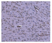 IHC staining of FFPE rat brain tissue with Caspase 9 antibody. HIER: boil tissue sections in pH8 EDTA for 20 min and allow to cool before testing.