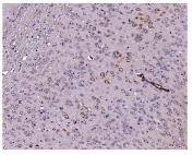 IHC staining of FFPE mouse brain tissue with Caspase 9 antibody. HIER: boil tissue sections in pH8 EDTA for 20 min and allow to cool before testing.