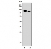Western blot testing of mouse 1) stomach and 2) Neuro-2a cell lysate with Chromogranin A antibody. Expected molecular weight: 50-75 kDa depending on glycosylation level.