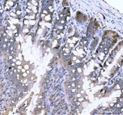 IHC staining of FFPE rat colon tissue with Chromogranin A antibody. HIER: boil tissue sections in pH8 EDTA for 20 min and allow to cool before testing.