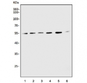 Western blot testing of 1) rat thymus, 2) rat spleen, 3) rat C6, 4) mouse RAW264.7, 5) human HeLa and 6) human Jurkat cell lysate with CXCR4 antibody. Predicted molecular weight ~40 kDa but may be observed at higher molecular weights due to glycosylation.
