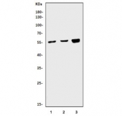 Western blot testing of human 1) SH-SY5Y, 2) HL60 and 3) K562 cell lysate with CYP3A4 antibody. Expected molecular weight: 50-57 kDa.