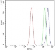 Flow cytometry testing of human U-87 MG cells with CYP3A4 antibody at 1ug/million cells (blocked with goat sera); Red=cells alone, Green=isotype control, Blue= CYP3A4 antibody.