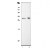 Western blot testing of 1) mouse RAW264.7 and 2) rat C6 cell lysate with Ddit3 antibody. Expected molecular weight: 19-29 kDa.