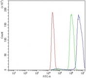 Flow cytometry testing of rat C6 cells with Ddit3 antibody at 1ug/million cells (blocked with goat sera); Red=cells alone, Green=isotype control, Blue= Ddit3 antibody.