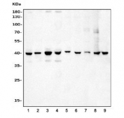 Wester blot testing of human 1) HeLa, 2) MCF7, 3) Jurkat, 4) HEK293, 5) SH-SY5Y, 6) ThP-1, 7) PC-3, 8) U937 and 9) rat testis cell lysate with Deoxyhypusine synthase antibody. Expected molecular weight: 36-40 kDa.