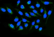 Immunofluorescent staining of FFPE human U-2 OS cells with DLGAP1 antibody (green) and DAPI nuclear stain (blue). HIER: steam section in pH6 citrate buffer for 20 min.
