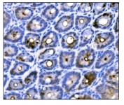 IHC staining of FFPE mouse colon tissue with Duox2 antibody. HIER: boil tissue sections in pH8 EDTA for 20 min and allow to cool before testing.