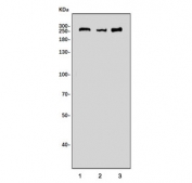 Western blot testing of 1) human PC-3, 2) rat heart and 3) mouse heart lysate with DYSF antibody. Predicted molecular weight ~230 kDa.