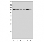 Western blot testing of 1) mouse ANA-1, 2) human HL60, 3) human U-2 OS, 4) human U-87 MG, 5) human K562 and 6) human HepG2 cell lysate with SGT1 antibody. Predicted molecular weight ~73 kDa.