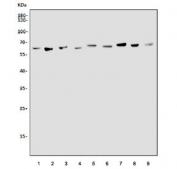 Western blot testing of 1) human T47-D, 2) human Caco-2, 3) human A549, 4) human MCF7, 5) monkey COS-7, 6) mouse testis, 7) mouse kidney, 8) mouse lung and 9) mouse ovary lysate with PAST1 antibody. Expected molecular weight ~61 kDa.