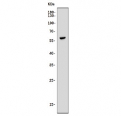 Western blot testing of human U-87 MG cell lysate with EHD2 antibody. Predicted molecular weight ~61 kDa.