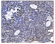 IHC staining of FFPE mouse ovary tissue with EHMT2 antibody. HIER: boil tissue sections in pH8 EDTA for 20 min and allow to cool before testing.