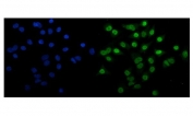 Immunofluorescent staining of FFPE human A549 cells with EHMT2 antibody (green) and DAPI nuclear stain (blue). HIER: steam section in pH6 citrate buffer for 20 min.
