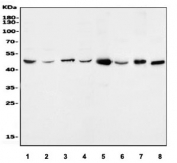 Western blot testing of 1) human HeLa, 2) human A549, 3) human U937, 4) human Caco-2, 5) rat skeletal muscle, 6) rat heart, 7) mouse skeletal muscle and 8) mouse heart lysate with Beta Enolase antibody. Predicted molecular weight ~47 kDa.