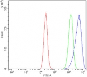 Flow cytometry testing of human Caco-2 cells with Beta Enolase antibody at 1ug/million cells (blocked with goat sera); Red=cells alone, Green=isotype control, Blue= Beta Enolase antibody.