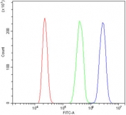 Flow cytometry testing of human HL60 cells with ERAP2 antibody at 1ug/million cells (blocked with goat sera); Red=cells alone, Green=isotype control, Blue= ERAP2 antibody.