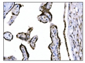 IHC staining of FFPE human placental tissue with FosB antibody. HIER: boil tissue sections in pH8 EDTA for 20 min and allow to cool before testing.