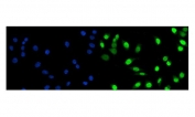 Immunofluorescent staining of FFPE human SiHa cells with FosB antibody (green) and DAPI nuclear stain (blue). HIER: steam section in pH6 citrate buffer for 20 min.