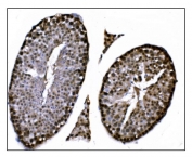 IHC staining of FFPE mouse testis tissue with FTO antibody. HIER: boil tissue sections in pH8 EDTA for 20 min and allow to cool before testing.