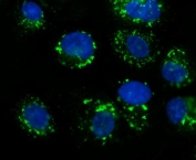 Immunofluorescent staining of FFPE human A431 cells with GOLM1 antibody (green) and DAPI nuclear stain (blue). HIER: steam section in pH6 citrate buffer for 20 min.