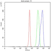Flow cytometry testing of fixed and permeabilized human 293T cells with Histone acetyltransferase 1 antibody at 1ug/million cells (blocked with goat sera); Red=cells alone, Green=isotype control, Blue= Histone acetyltransferase 1 antibody.