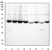 Western blot testing of 1) human HeLa, 2) human 293T, 3) human K562, 4) human RT4, 5) rat liver, 6) rat C6, 7) mouse liver and 8) mouse NIH 3T3 cell lysate with Histone acetyltransferase 1 antibody. Predicted molecular weight: 50 kDa (isoform a).