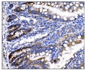 IHC staining of FFPE rat intestinal tissue with Holocytochrome c-type synthase antibody. HIER: boil tissue sections in pH8 EDTA for 20 min and allow to cool before testing.