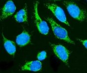 Immunofluorescent staining of FFPE human HeLa cells with Holocytochrome c-type synthase antibody (green) and DAPI nuclear stain (blue). HIER: steam section in pH6 citrate buffer for 20 min.