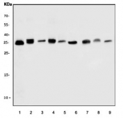 Western blot testing of 1) human HeLa, 2) human K562, 3) human A549, 4) human HEK293, 5) rat lung, 6) rat stomach, 7) rat PC-12, 8) mouse lung and 9) mouse stomach lysate with Holocytochrome c-type synthase antibody. Predicted molecular weight ~31 kDa.