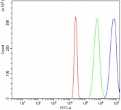 Flow cytometry testing of human HL60 cells with HDAC2 antibody at 1ug/million cells (blocked with goat sera); Red=cells alone, Green=isotype control, Blue= HDAC2 antibody.