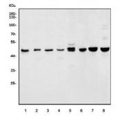 Western blot testing of human 1) HepG2, 2) COLO-320, 3) Jurkat, 4) K562, 5) A549, 6) U-87 MG, 7) rat brain and 8) mouse brain lysate with HOMER1 antibody. Expected molecular weight: 40-50 kDa.