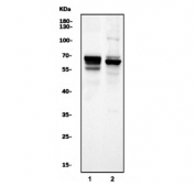 Western blot testing of 1) rat brain and 2) mouse brain tissue lysate with Neurofilament-66 antibody. Predicted molecular weight ~55 kDa but routinely observed at ~66 kDa.