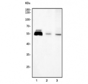 Western blot testing of 1) human Jurkat, 2) mouse thymus and 3) rat C6 cell lysate with TCF1 alpha antibody. Predicted molecular weight ~44 kDa but commonly observed at 35-55 kDa.