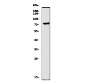 Western blot testing of human HeLa cell lysate with LHCGR antibody. Expected molecular weight: 38-60 kDa  but may be observed at higher molecular weights due to glycosylation.