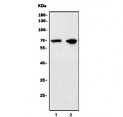 Western blot testing of 1) human ThP-1 and 2) human Raji cell lysate with LIR-1 antibody. Predicted molecular weight ~71 kDa.