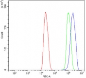 Flow cytometry testing of rat C6 cells with KCNQ2 antibody at 1ug/million cells (blocked with goat sera); Red=cells alone, Green=isotype control, Blue= KCNQ2 antibody.